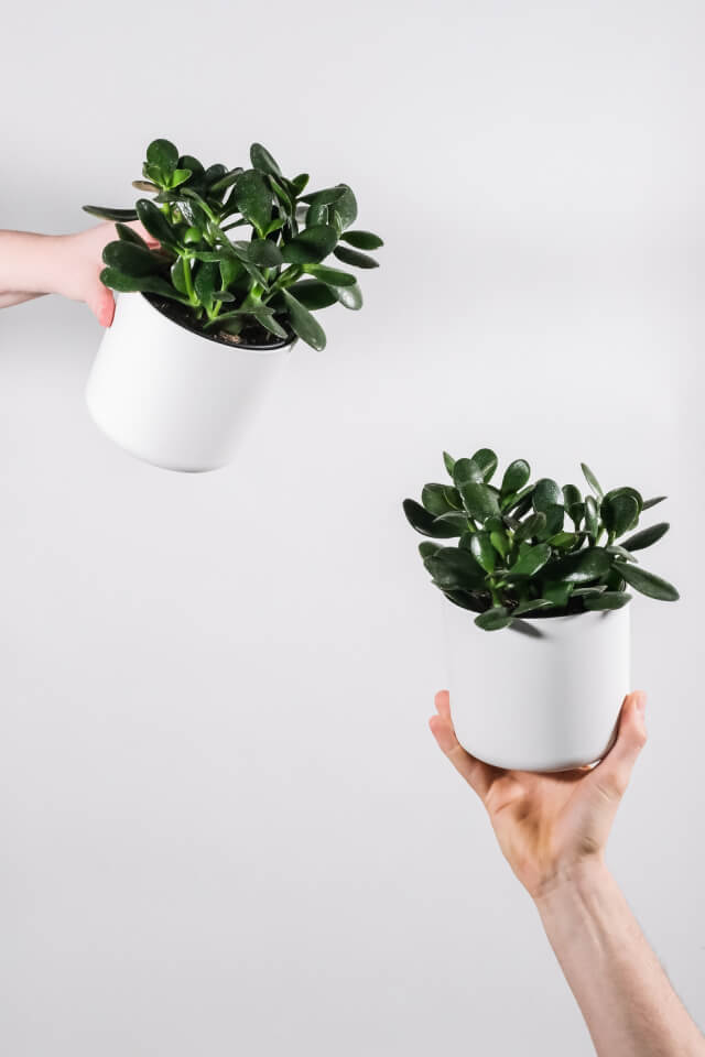 Ficus Decora Burgundy - Ảnh 2