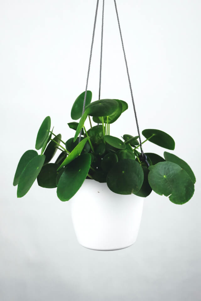 Pilea Peperomioides - Ảnh 2