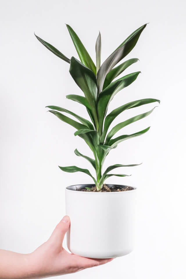 Dracaena Lisa - Ảnh 2