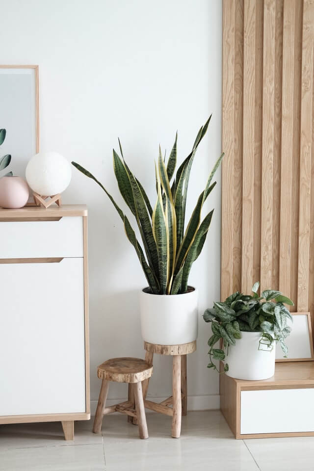 Sansevieria Golden Flame - Ảnh 2