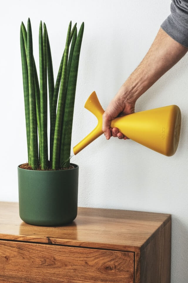 Euphorbia Ingens - Ảnh 2
